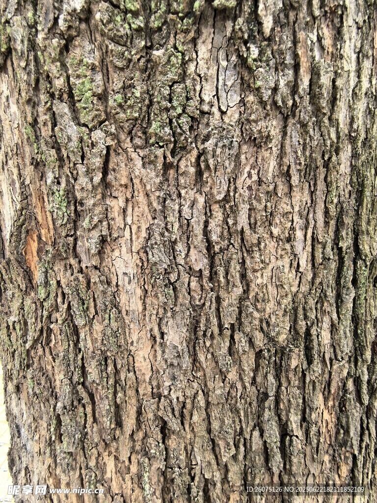 粗糙的树皮纹理特写