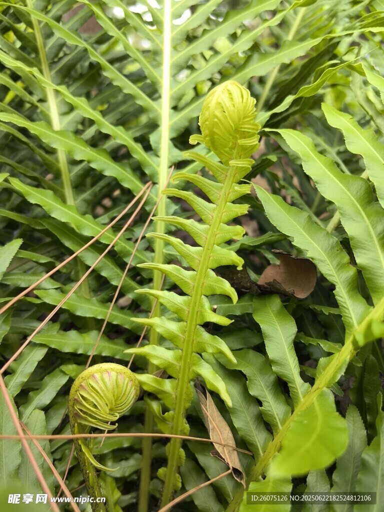 卷曲蕨类植物的嫩绿新叶