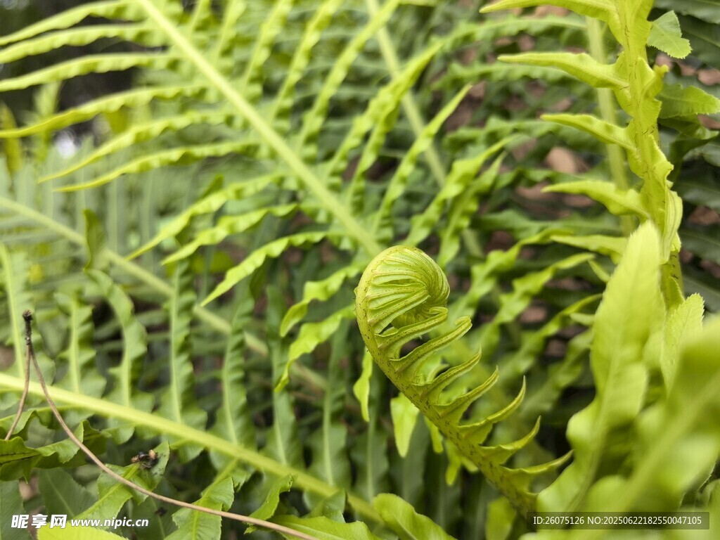 翠绿蕨类植物特写