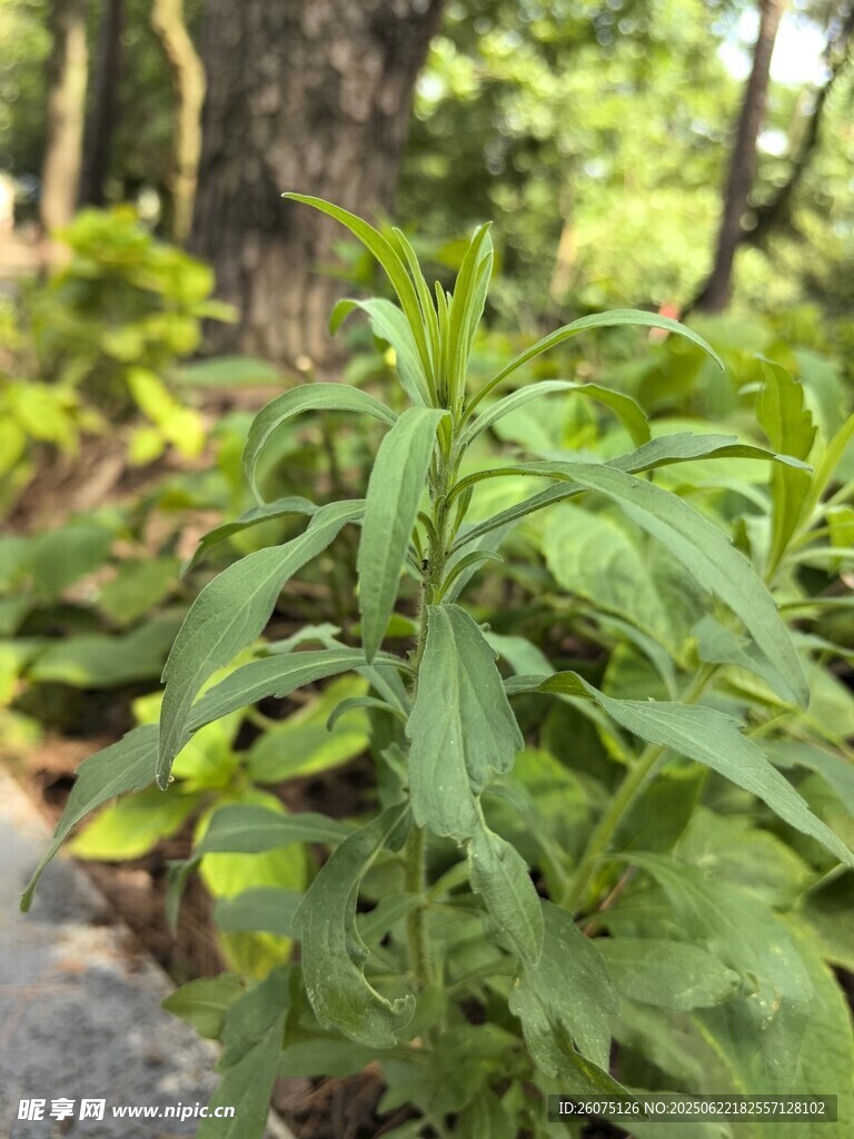 绿叶植物特写