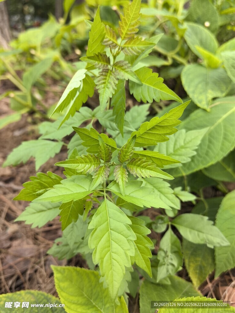 嫩绿植物生机盎然