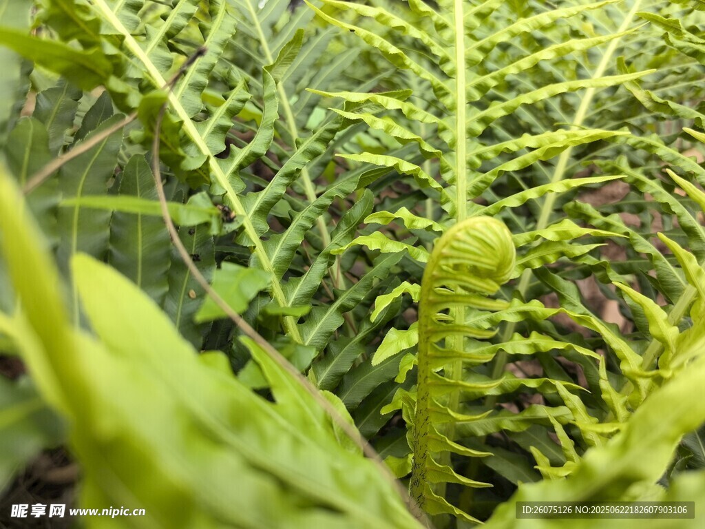 嫩绿蕨类植物特写