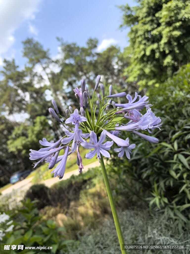 蓝紫色百子莲绽放于户外