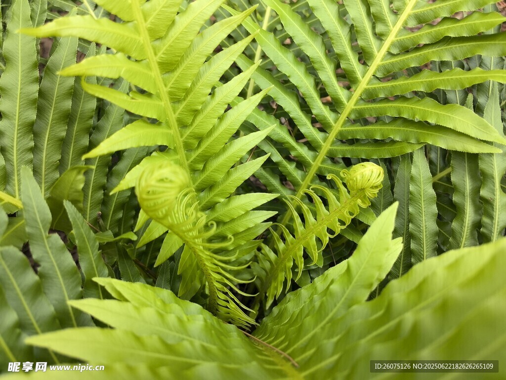 翠绿蕨类植物特写