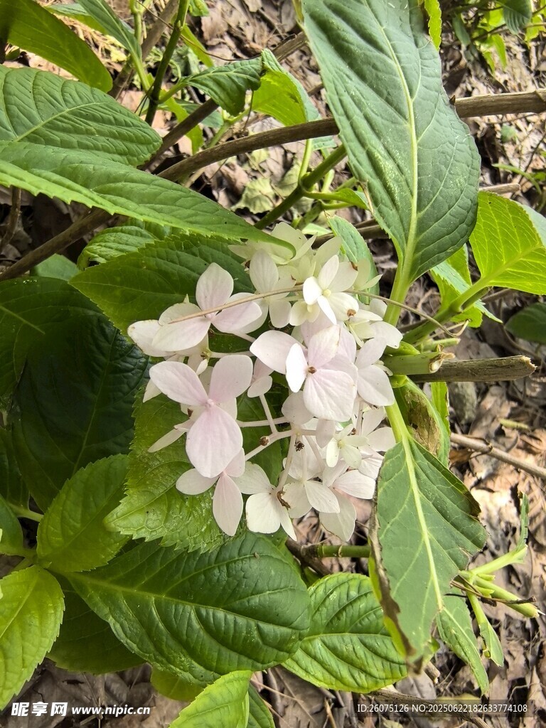 白色绣球花绽放绿叶间