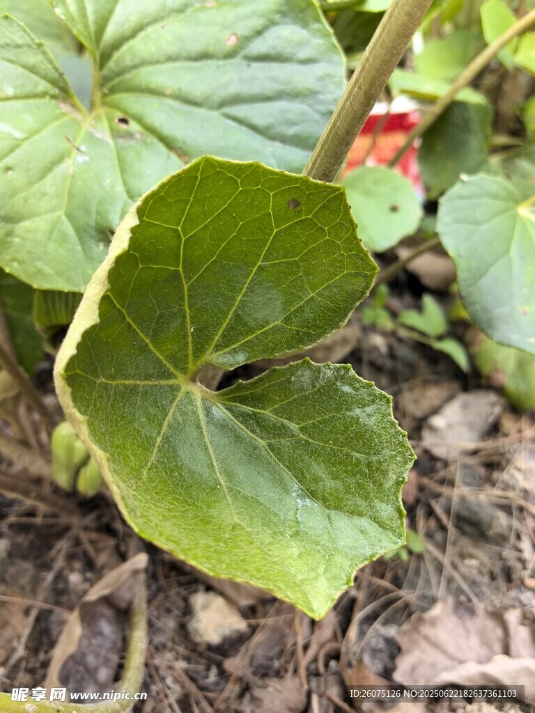 翠绿南瓜叶特写