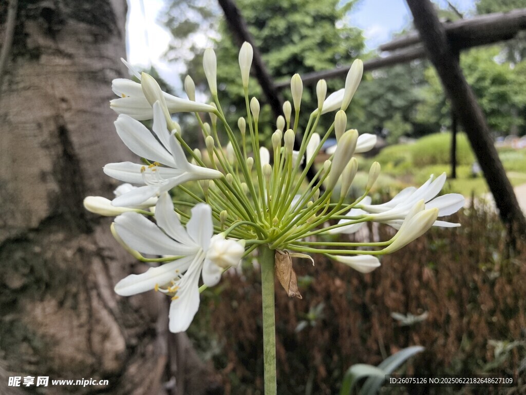 孤挺花特写