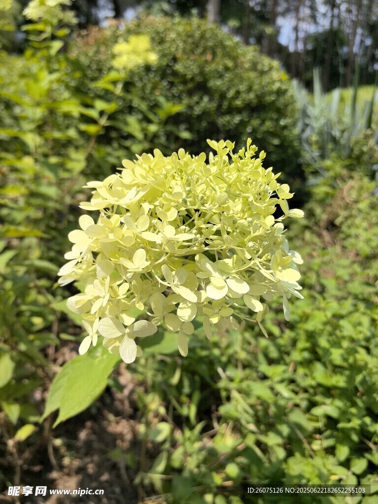 盛开的黄绿色绣球花