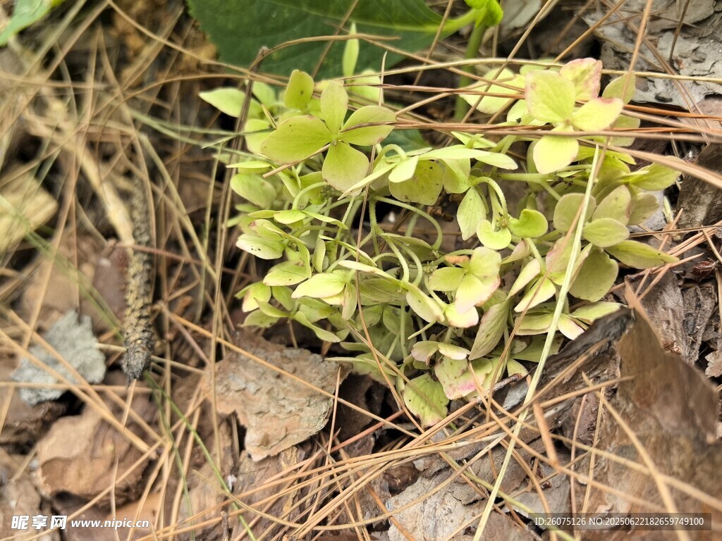地面生长的嫩绿植物