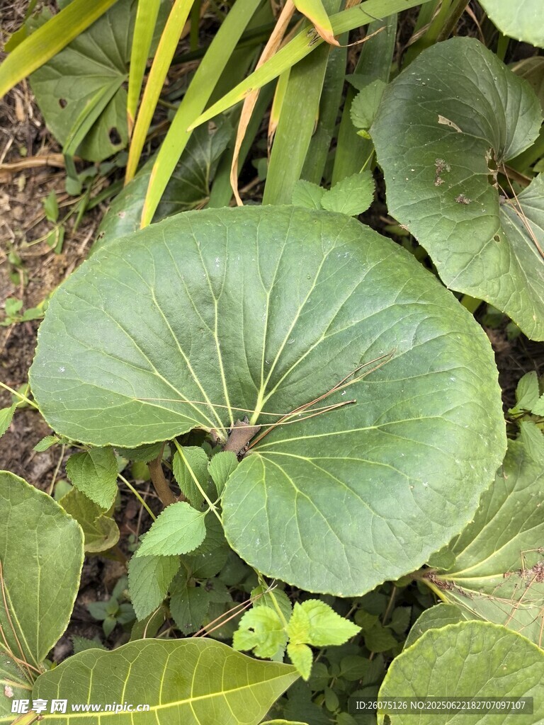 大叶片绿植特写