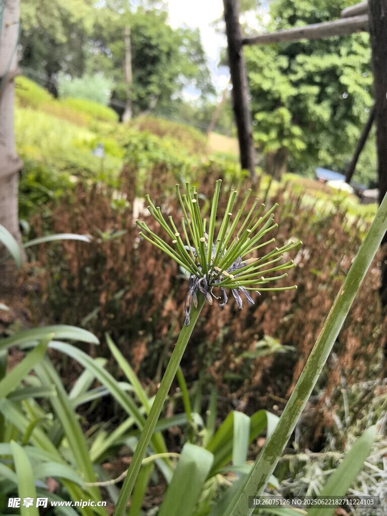 户外绿植景观