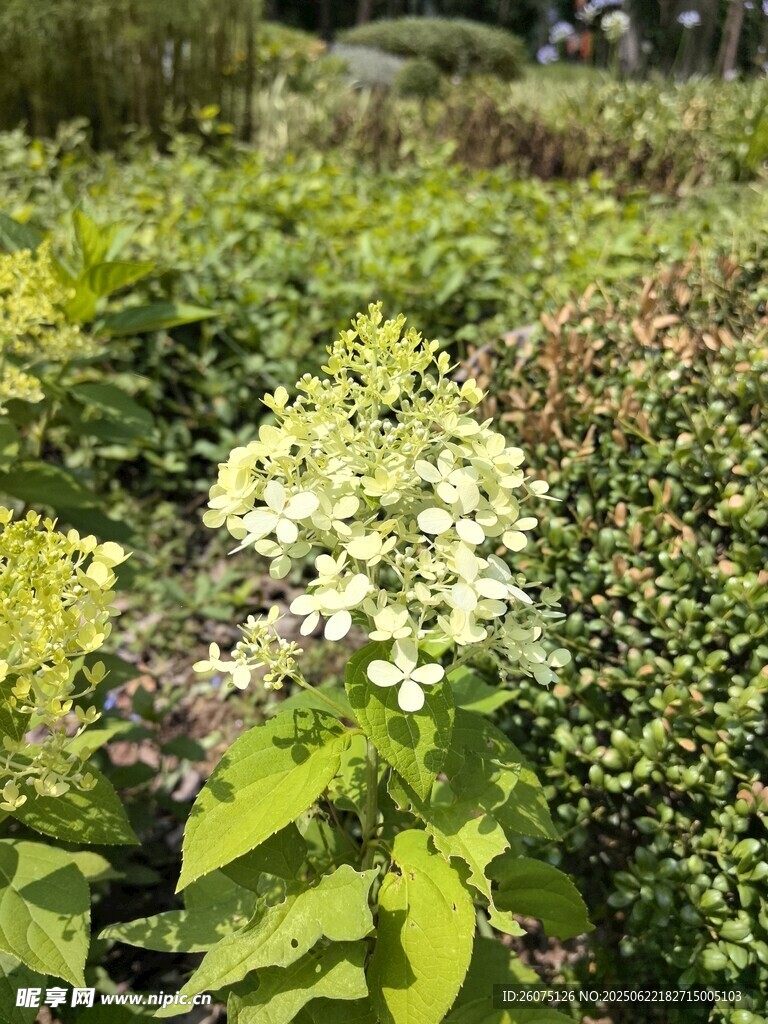 花园中的多彩绣球花
