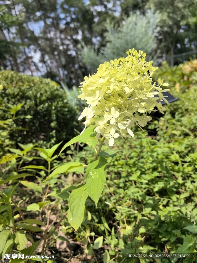 盛开的黄色绣球花