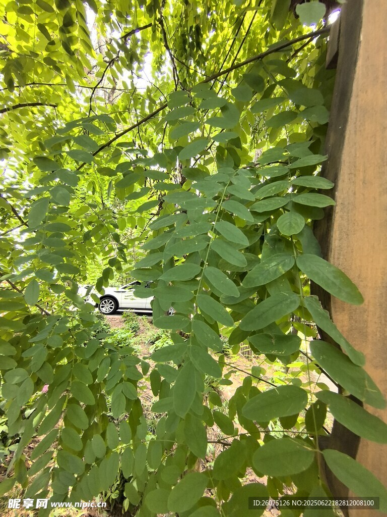绿叶繁茂的墙边景致