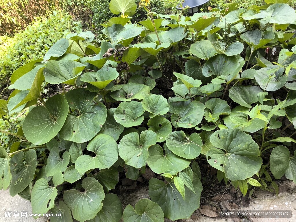 翠绿荷叶植物景观