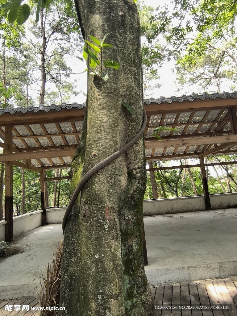 林间木质廊架与缠绕树干