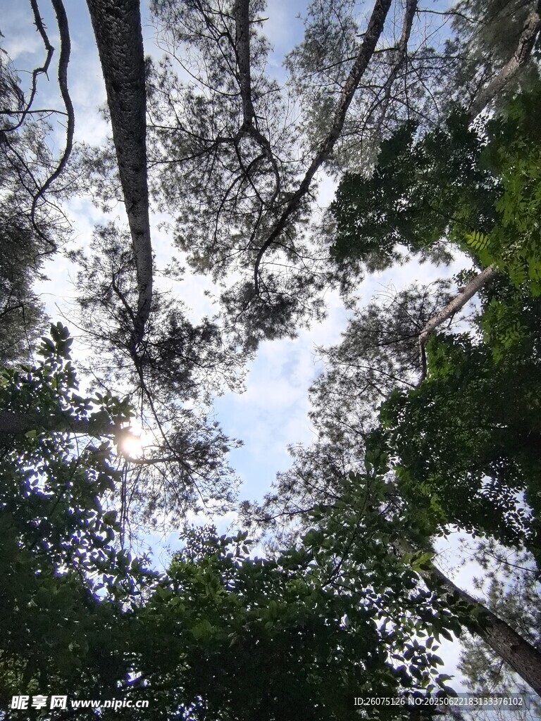 仰视茂密森林树冠景象