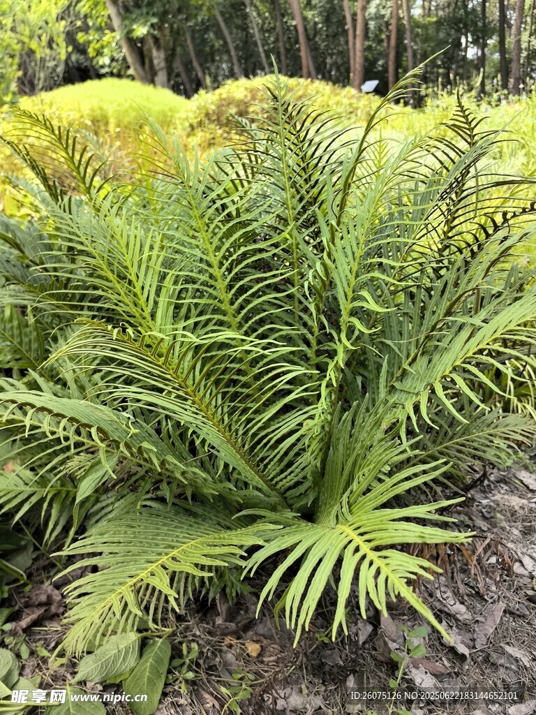 翠绿蕨类植物生机盎然