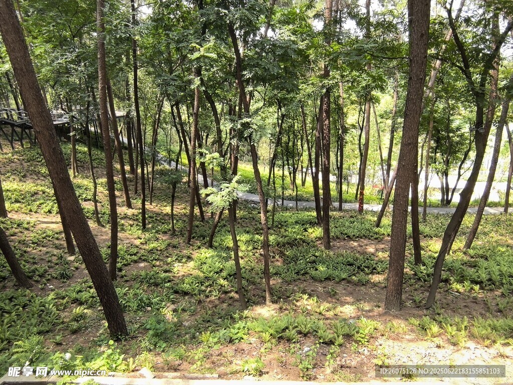 夏日林间景致