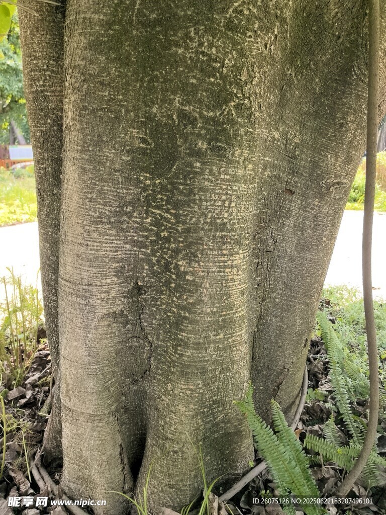 粗壮树干下的盘根景象