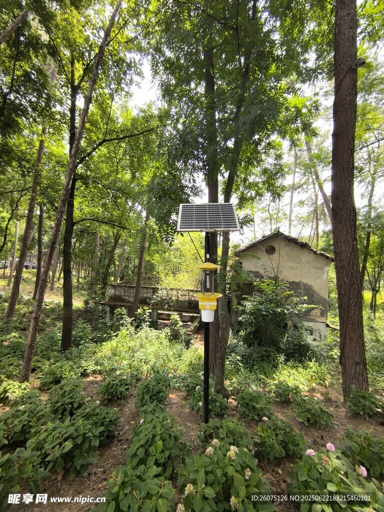 林间小屋隐于葱郁草木间