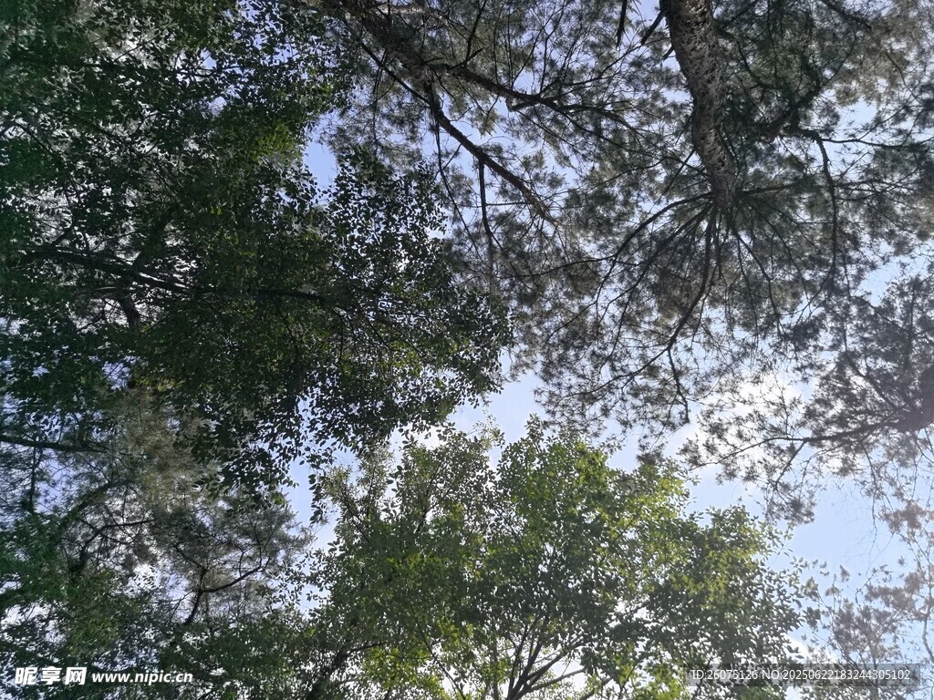 仰视繁茂枝叶