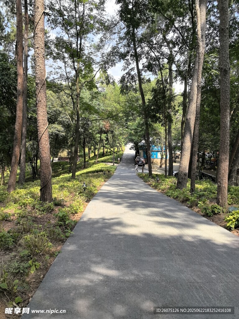 林间幽静小路
