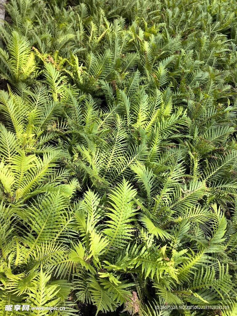 翠绿蕨类植物生机盎然