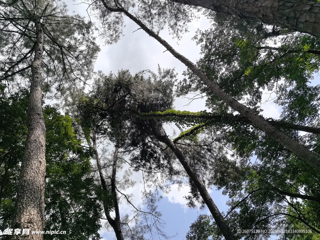 仰视茂密森林树冠