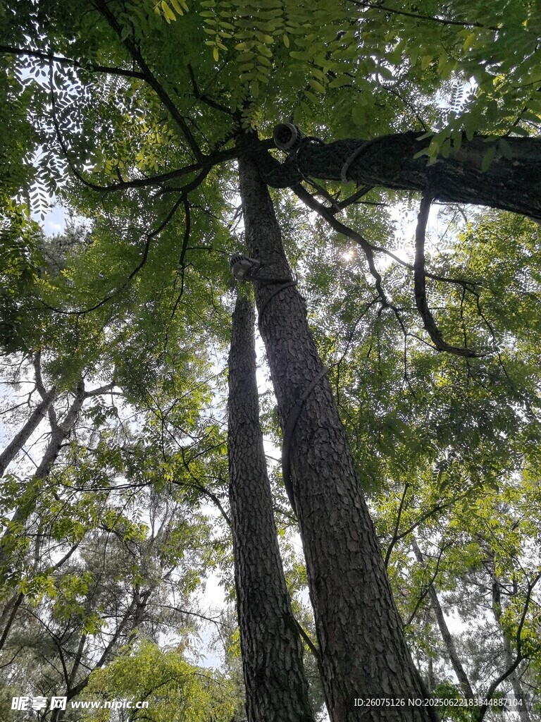仰视森林中的高大树木