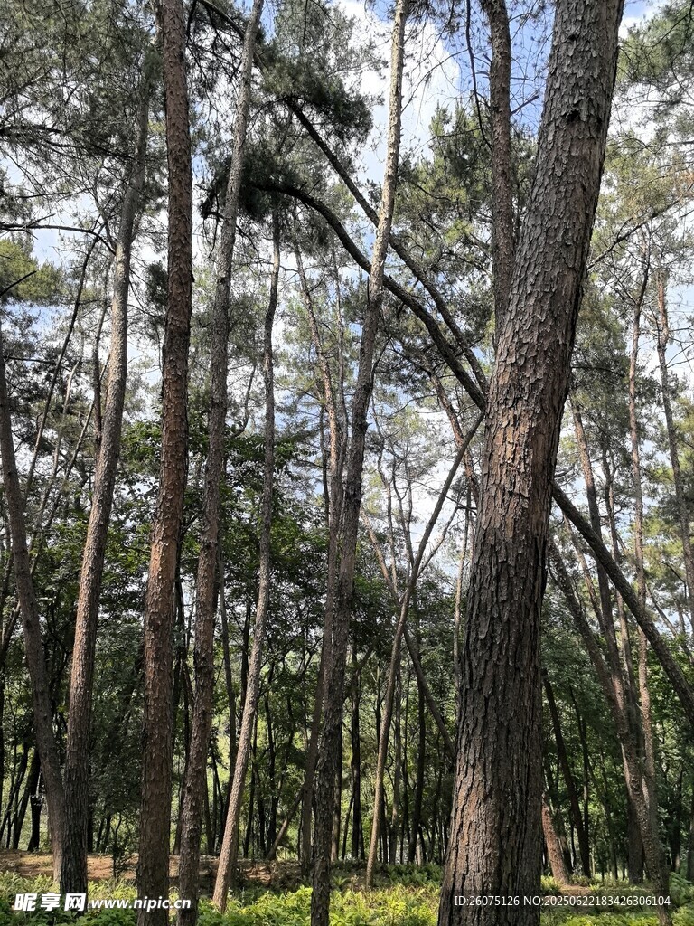 茂密松林景观