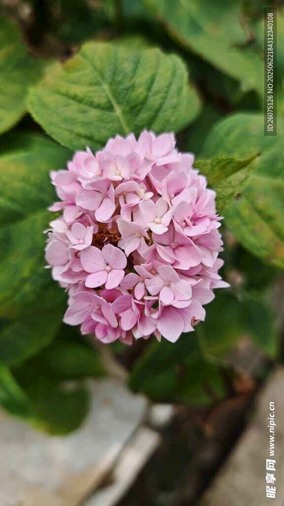 粉色绣球花特写