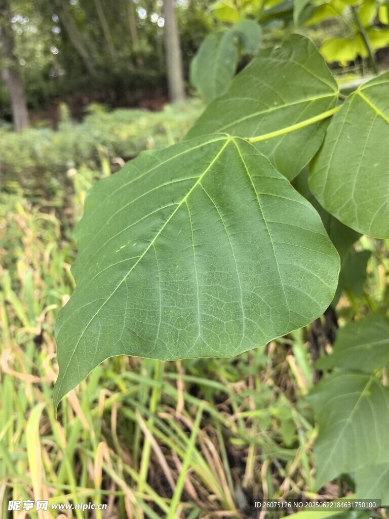 大叶片植物特写