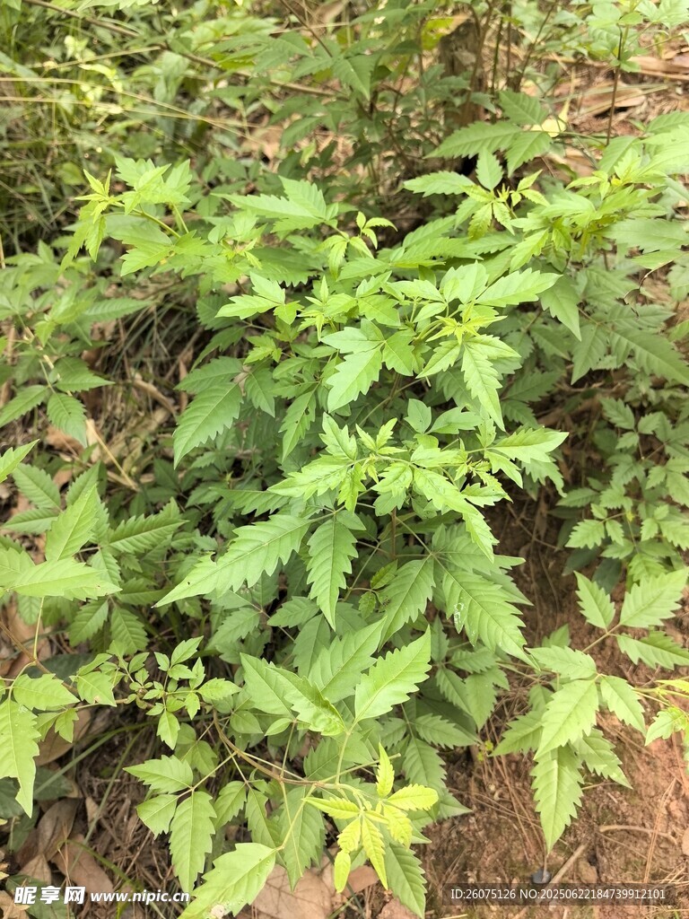 茂盛的绿色植物