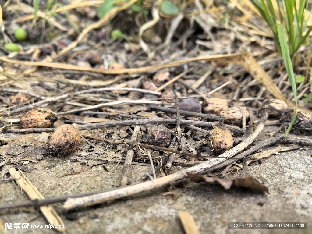 地面上的枯枝与松果