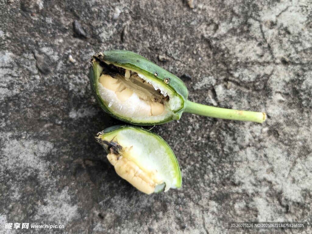 被啃食的绿色植物果实