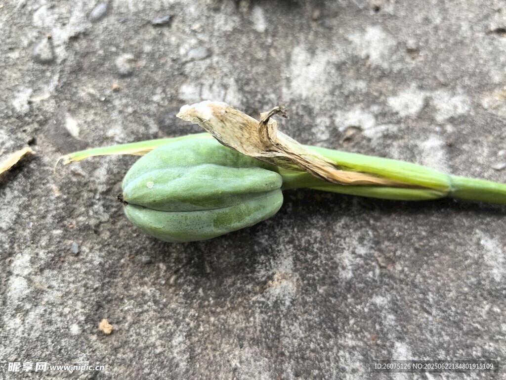 地上的绿色植物果实