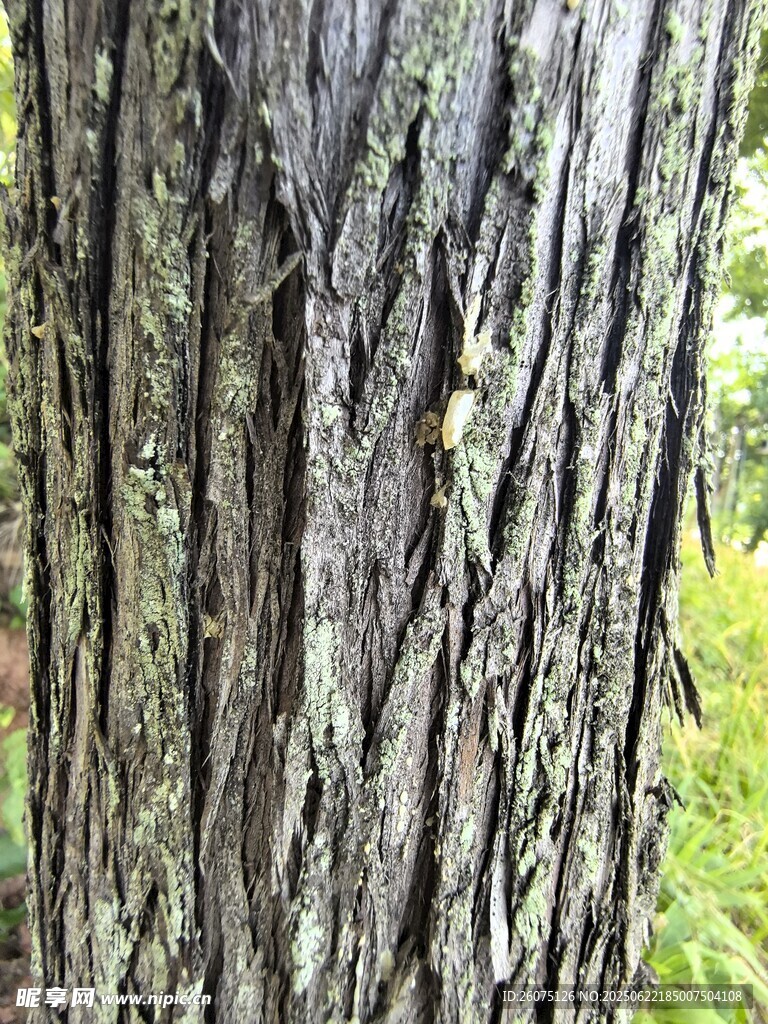 粗糙的树干纹理特写