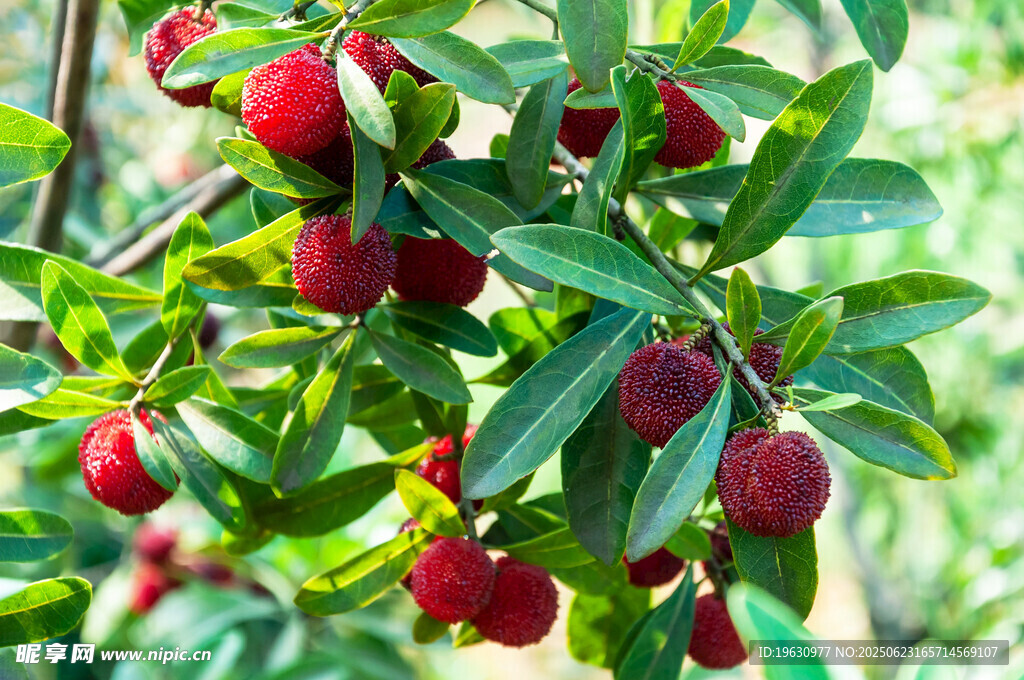 枝头红杨梅