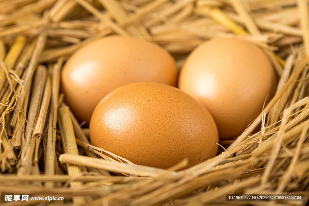 稻草窝中的三颗鲜鸡蛋