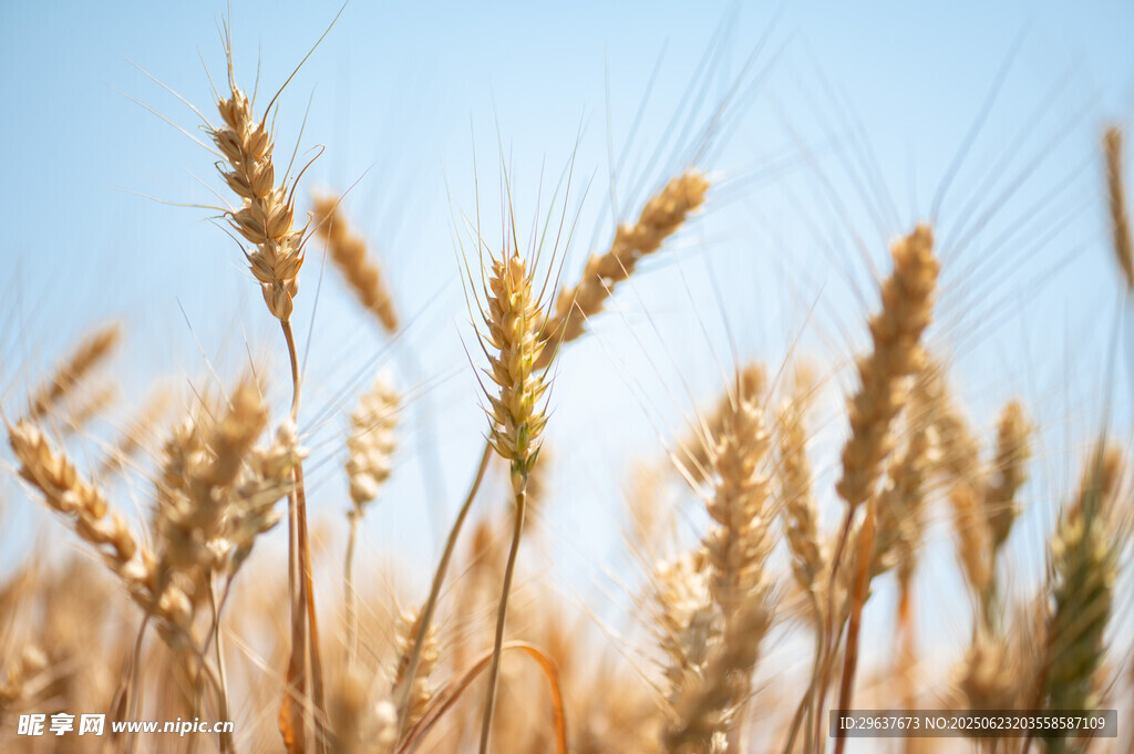 金黄麦穗在蓝天映衬下