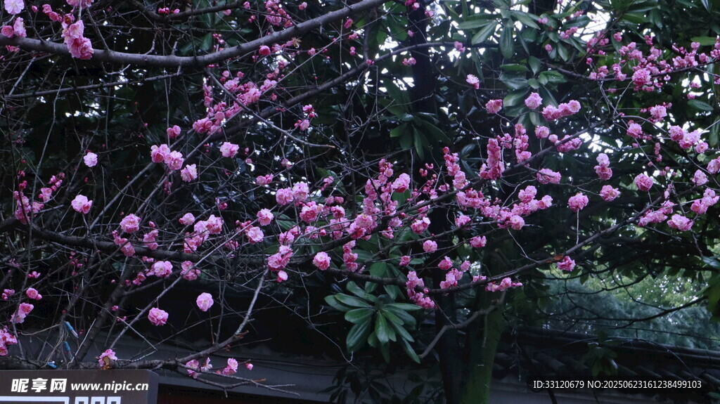 盛开的紫粉色繁花