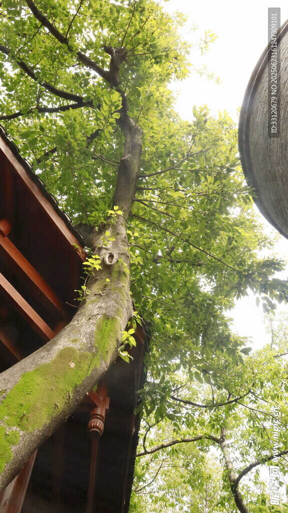 古建旁的繁茂绿树