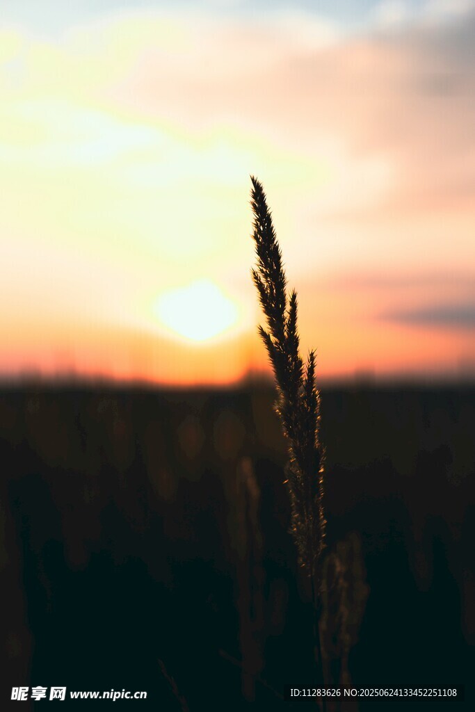 夕阳下的孤株麦穗