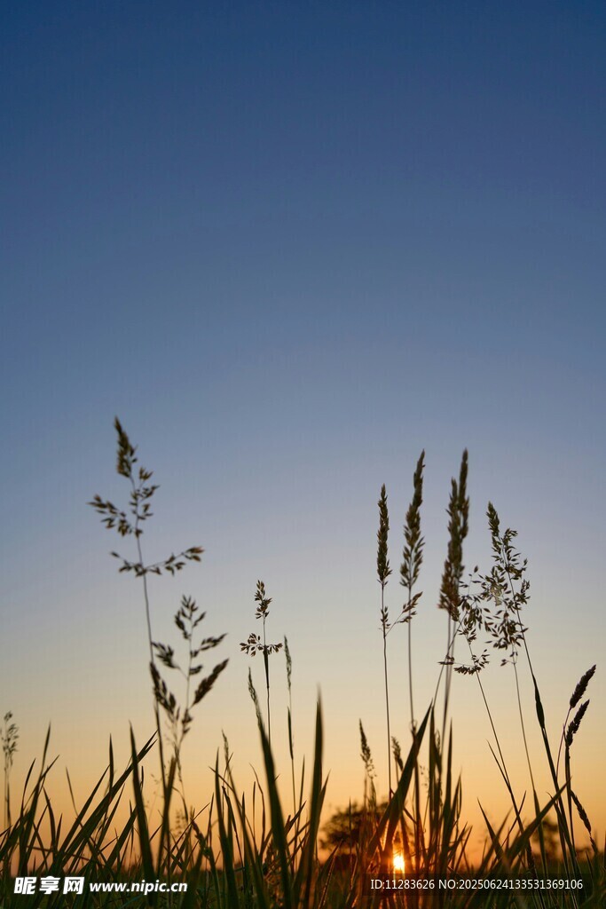 夕阳下的草影