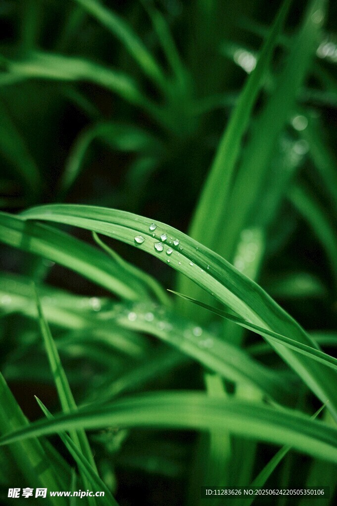 带露青草