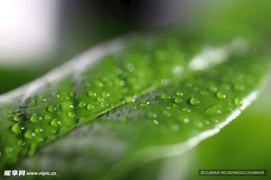 绿叶上的晶莹水珠