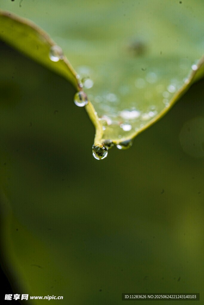 绿叶上晶莹的水珠