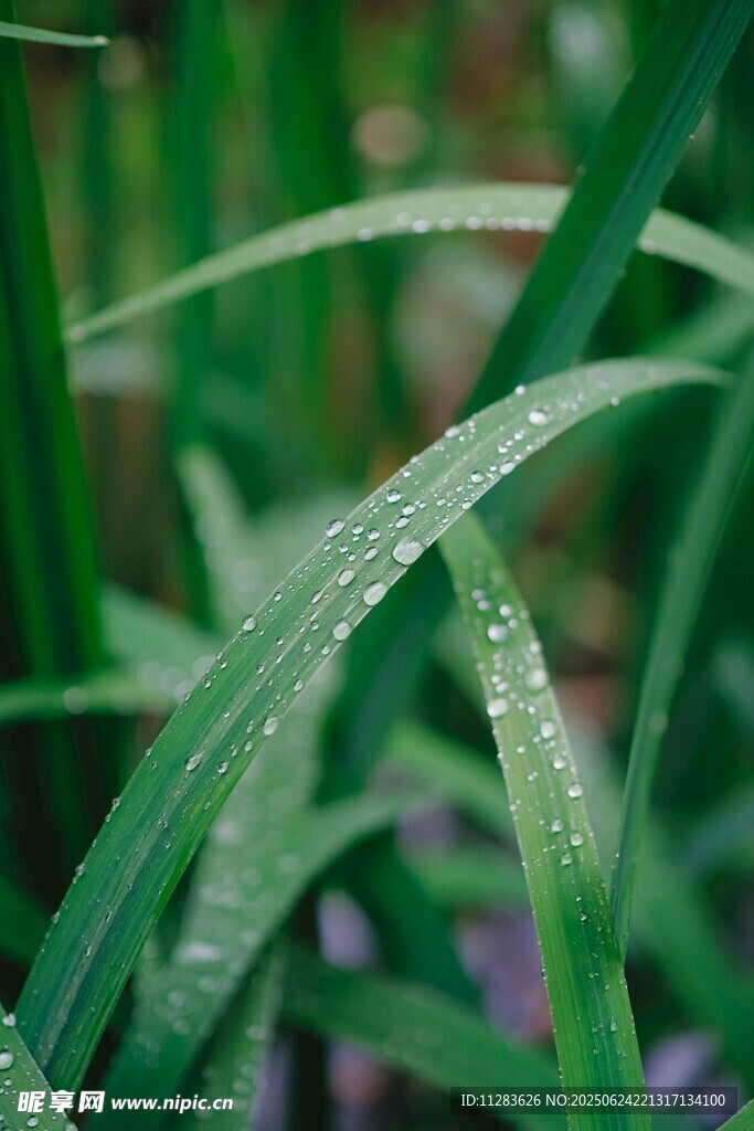 带露青草