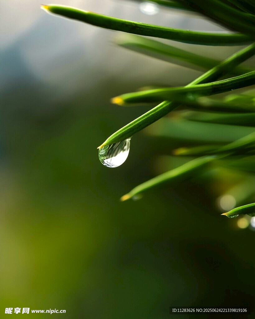 松针上的晶莹露珠